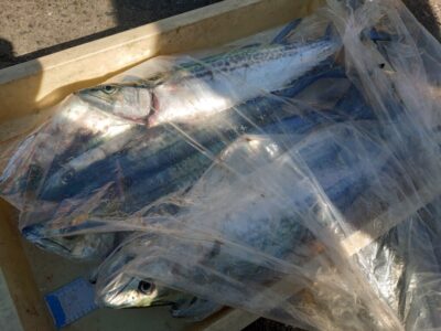 <p>寺本様　渡邊様　旧一文字赤灯　ショアジギでサゴシ！アタリ多かったそうです。沖より釣れてました。</p>