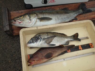 <p>檜物様　沖の北　飲ませ釣りでハネ・チヌ・アコウ！</p>