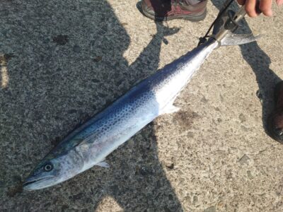 <p>K様　沖の北　ショアジギでサワラ70cm！8時半頃にヒット！</p>