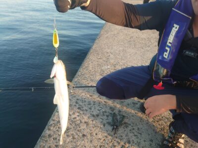 <p>エソ釣れはじめました♪ようやく秋</p>