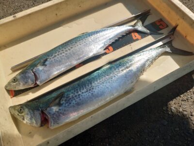 <p>樋口様　沖の北　ショアジギでサゴシ！6時頃にヒット！</p>