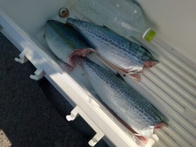 <p>沖の北　ショアジギでサゴシ＆ハマチ！</p>