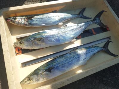 <p>沖の北　ショアジギでサゴシ！</p>