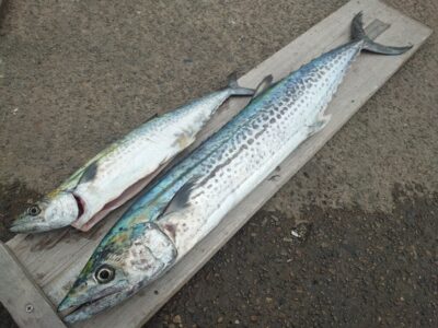 <p>赤木様　沖の北　ショアジギでサゴシ＆サワラ88cm！サワラは12時45分にヒット！</p>