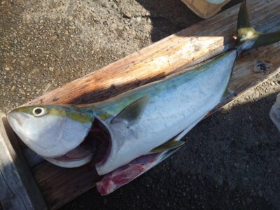 <p>上川様　沖の北外向き　飲ませ釣りでメジロ！</p>