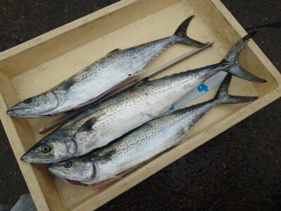 <p>沖の北　ショアジギでサゴシ！</p>