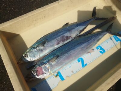 <p>沖の北　ショアジギでサゴシ！</p>