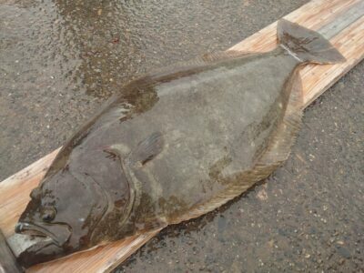 <p>杉浦様　ヒラメ別撮り　75cm！迫力がすごいです！</p><p>ヒラメは年末までずっと狙えますよ♪</p>