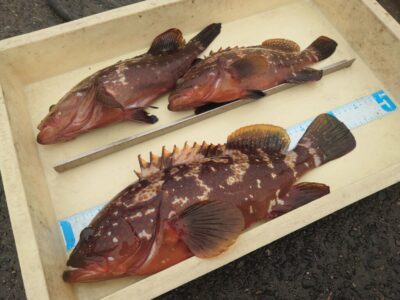 <p>川原様　旧一文字赤灯内向き　エビ撒き釣りで良型アコウ41.5cm！</p>