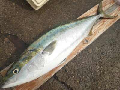 <p>林様　ブリ別撮り　90cm、7.3kg！</p>