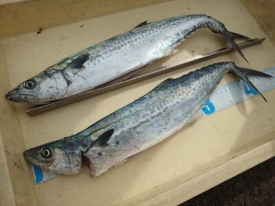 <p>沖の北　ショアジギでサゴシ！</p>