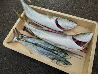 <p>沖の北　ショアジギ＆飲ませ釣りでメジロとサゴシ！</p>
