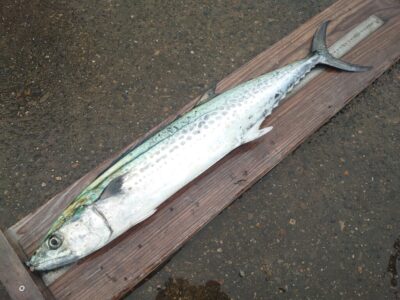 <p>大木様　沖の北　飲ませ釣りでサワラ80cm！9時頃にヒット！</p>