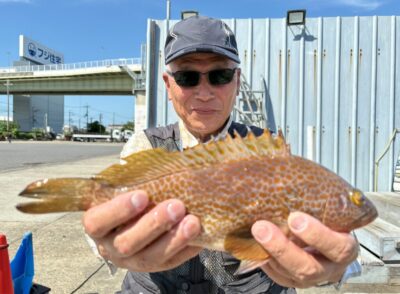 <p>大宅様　旧一文字赤灯　エビ撒き釣りでアコウ32cm🎣</p>