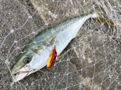 <p>324様　沖の北　メタルジグでツバス🎣</p>