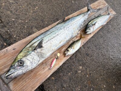 <p>赤坂様　沖の北　ショアジギでサワラ72cm🎣</p>