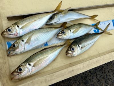 <p>レジェンド山本　旧一文字赤灯　サビキ釣りでアジ🎣</p>