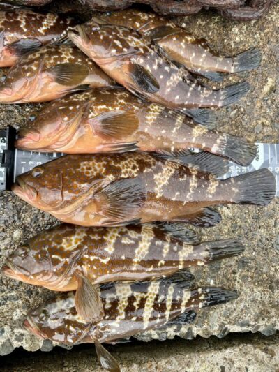 <p>福山様　沖の北　エビ撒き釣りでアコウ多数🎣　40&42cmお持ち帰り🐟　その他のアコウは撮影後リリース</p>