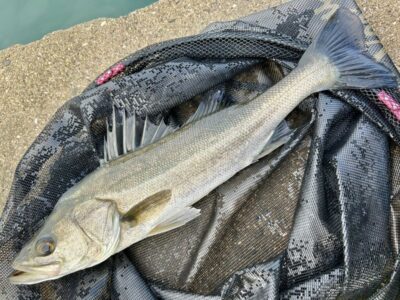 <p>福山様　沖の北　エビ撒き釣りでハネ🎣</p>