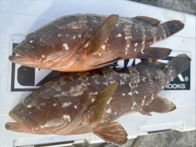 <p>H研F様　沖の北内向き　エビ撒き釣りでアコウ2尾🎣</p>