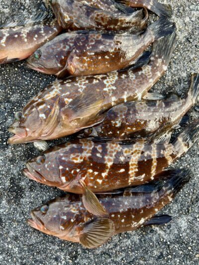 <p>H研F様　沖の北　場所移動して外向き　エビ撒き釣りでアコウ無双🎣　撮影後リリース🐟</p>