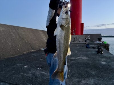 <p>広石様　旧一文字赤灯　324様のお隣り飲ませサビキ1投目でハネ67cm🎣</p>