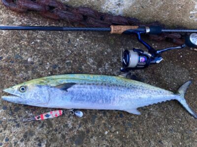<p>釣れない猫様　沖の北　マキマキ　サゴシ🎣</p>