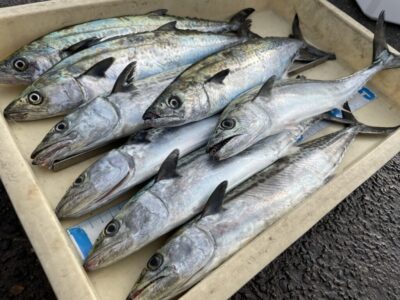 <p>牙族のストーカー様　沖の北　ショアジギ　サゴシ多数✨</p>
