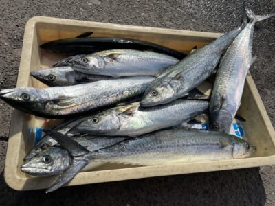 <p>山内様　沖の北　ショアジギ　サゴシ多数🎣</p>