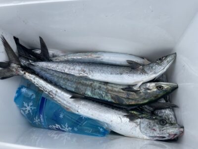 <p>関西釣り連盟様　沖の北　ショアジギ　サゴシ多数✨</p>