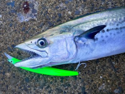 <p>匿名希望様　沖の北　パームス＝アークローバーでサゴシ🎣</p>