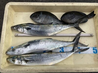 <p>匿名様　沖の北　ショアジギでサゴシ🎣グレは胴突き探りでGET♪♪</p>