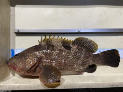 <p>吉村様　沖の北　エビ撒き　アコウ43.5cm✨</p>