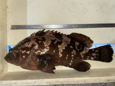 <p>土生町の豊岡(豊島)様　旧一文字赤灯　エビ撒き　アコウ42.8cm✨自己記録35cmから大きく更新！！おめでとうございます🎉</p>