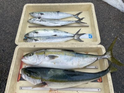 <p>匿名希望様　沖の北　ショアジギでサゴシ✨のませ釣りでメジロ61〜64cmまで2匹🎣</p>