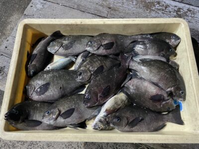 <p>フュージョン三宅様　沖の北　ヌカ切りでグレ多数🎣</p>