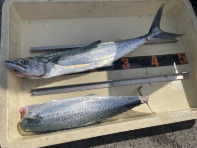 <p>深瀬様　沖の北　ショアジギ　サゴシ2匹🎣</p>