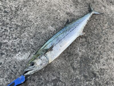 <p>小野様　沖の北　ショアジギ　サワラ80cm🎣</p>