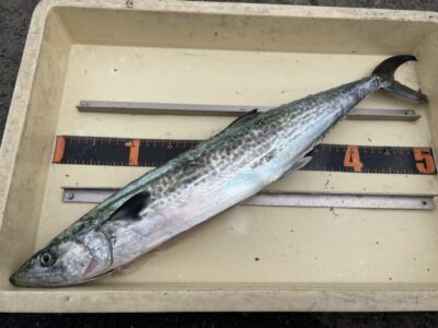 <p>山口様　沖の北　ショアジギでサゴシ🎣</p>