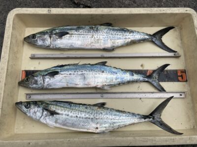 <p>梶沢様　沖の北　ショアジギでサゴシ3匹✨</p>