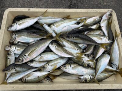 <p>芝様　旧一文字赤灯　サビキ釣り　アジ25cmまで多数✨</p>