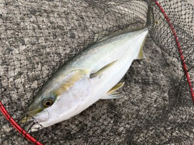 <p>山内様　沖の北　アジ飲ませ　メジロ🎣6時頃に外向きの竿下でヒット♪♪</p>