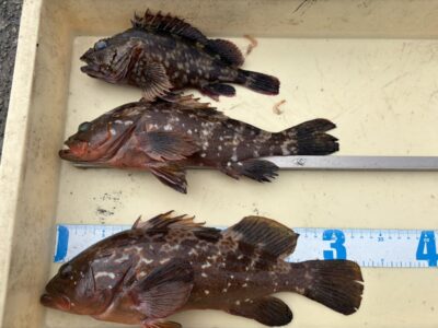 <p>9.5中村様　沖の北　エビ撒き　アコウ31〜33cmとガシラ25cm🎣</p>