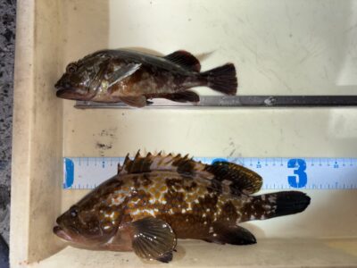 <p>亀本様　旧一文字赤灯　エビ撒き　アコウ32cm・ガシラ23cm🎣</p>