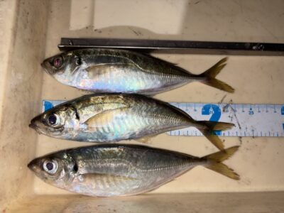 <p>宮崎様　旧一文字赤灯　エビ撒き　アジ23cmまで3匹🎣</p>