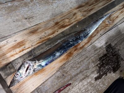 <p>インディー様　沖の北　テンヤ　太刀魚⚔️ 今季半夜では2本目です。19時半頃に中層でヒット♪♪</p>