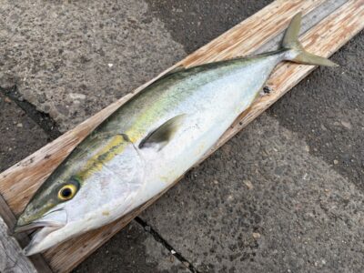 <p>藤武様　沖の北　アジ飲ませ　メジロ77cm🎣13時前にヒット♪♪</p>