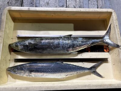 <p>竹内様　沖の北　ショアジギ　サゴシ2匹🎣17時過ぎにヒット♪♪</p>