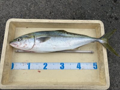 <p>キジマ様　沖の北　アジ飲ませ　メジロ🎣</p>