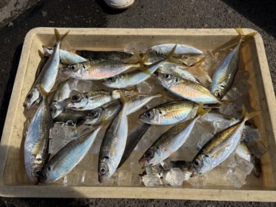 <p>磯田名人　旧一文字赤灯　サビキ釣り(竿下)   アジ 23cmまで多数🎣</p>